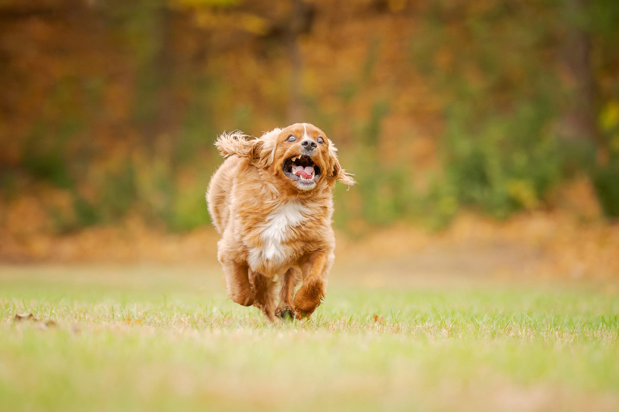 A golden retriever dog running on grass with a blurred autumnal background.