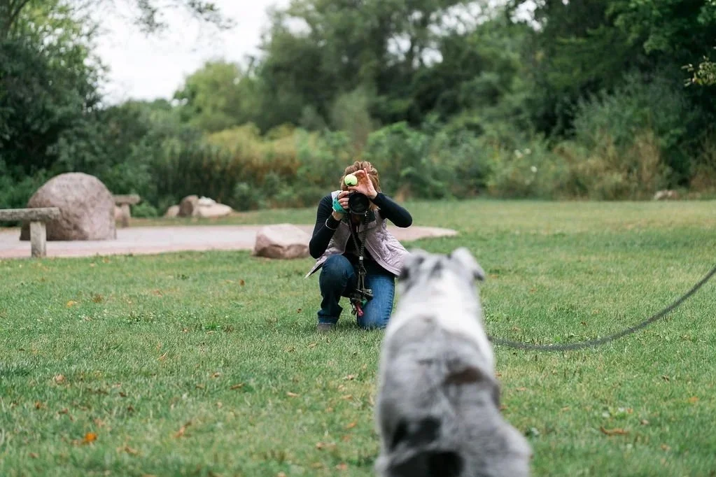 A woman kneeling on the ground and holding up a tennis ball as she photographs an australian shepherd dog