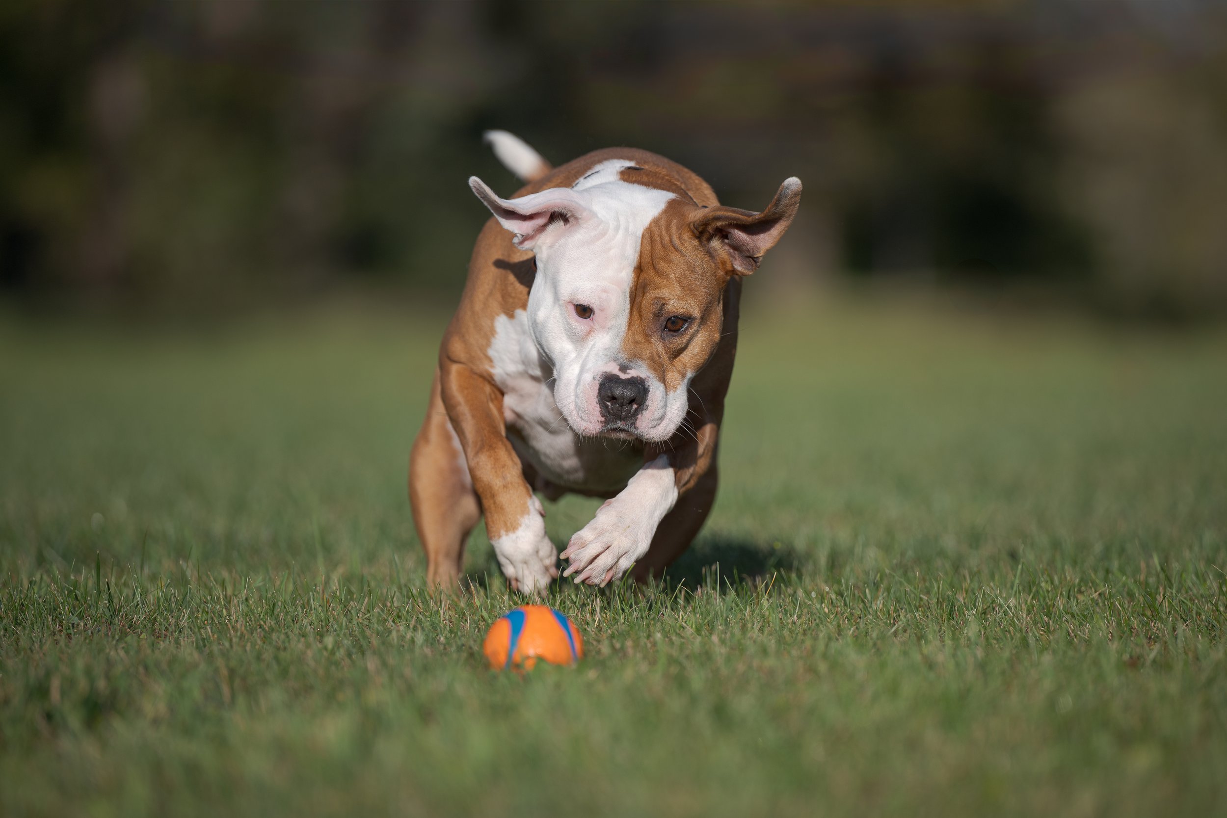A brown and white dog running towards an orange ball on grass in a park.