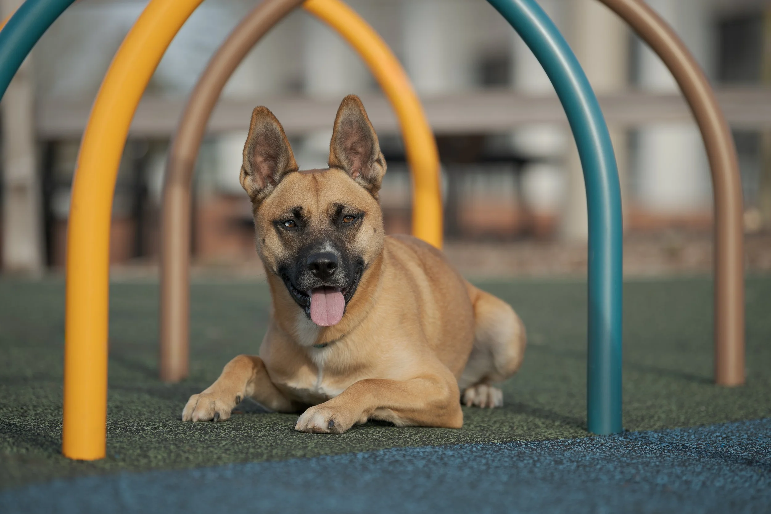A tan and black dog lying on green outdoor turf under colorful playground equipment with its tongue out.