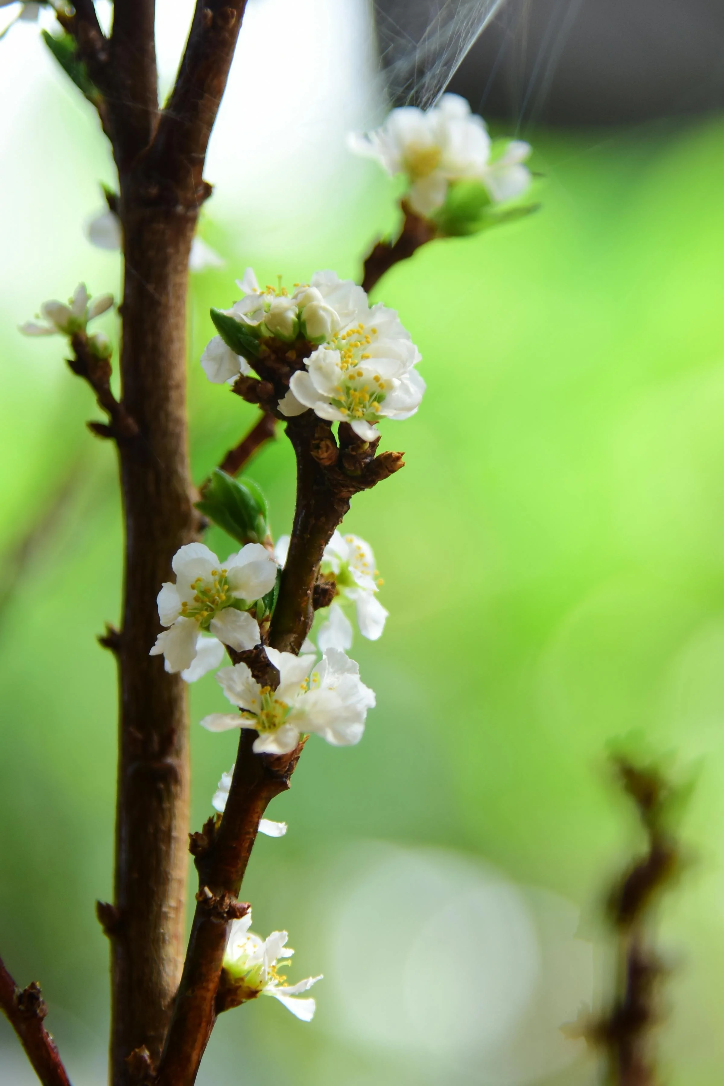 Leading in uncertainty