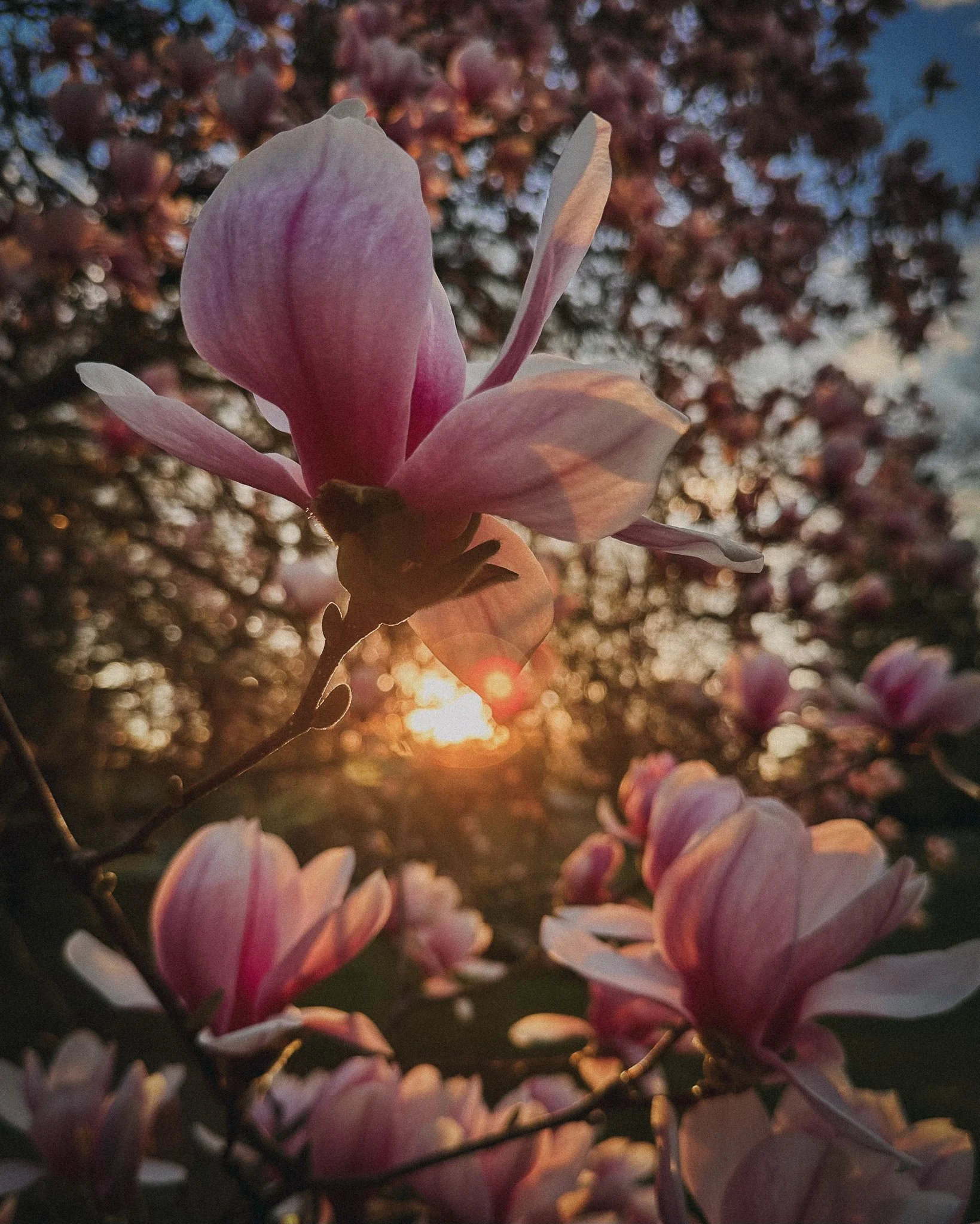 Magnolia flowers in the foreground with the light from a sunset coming through in the background.