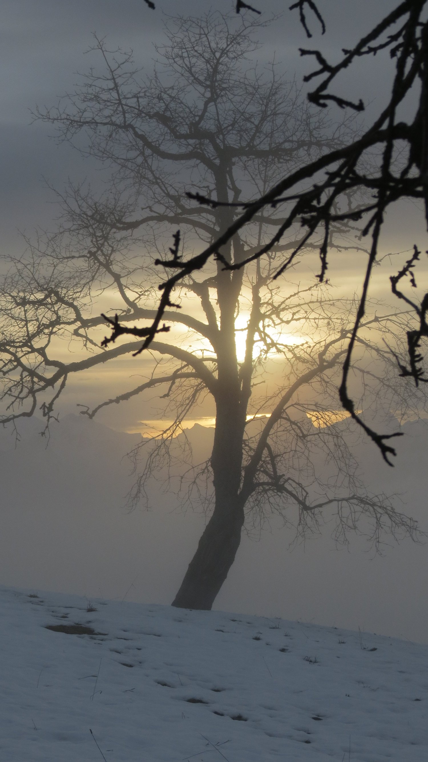 Un arbre dans la neige, éclairé par une lumière douce
