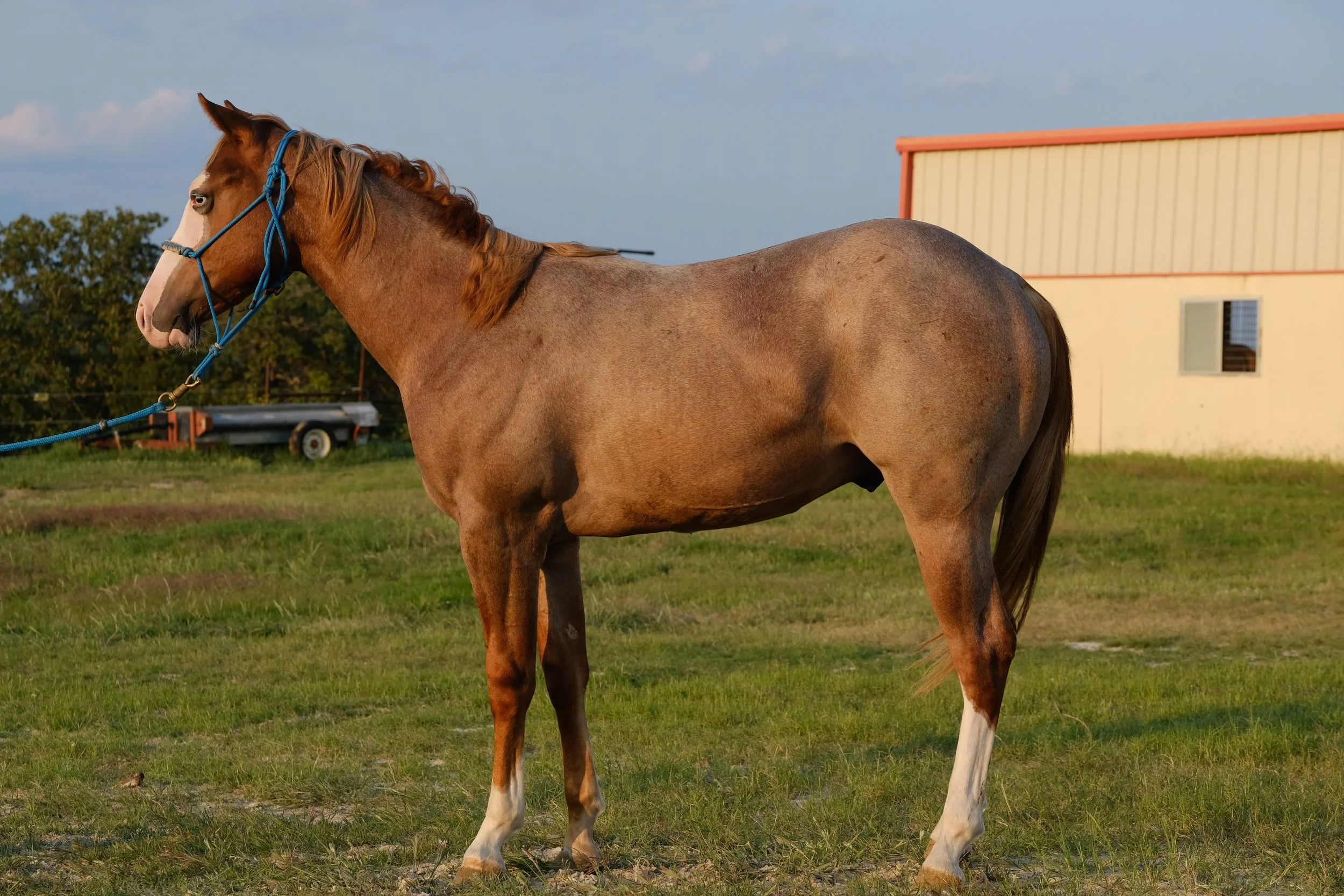 General 2 — 2K Performance Horses, Quarter & Paint Horses