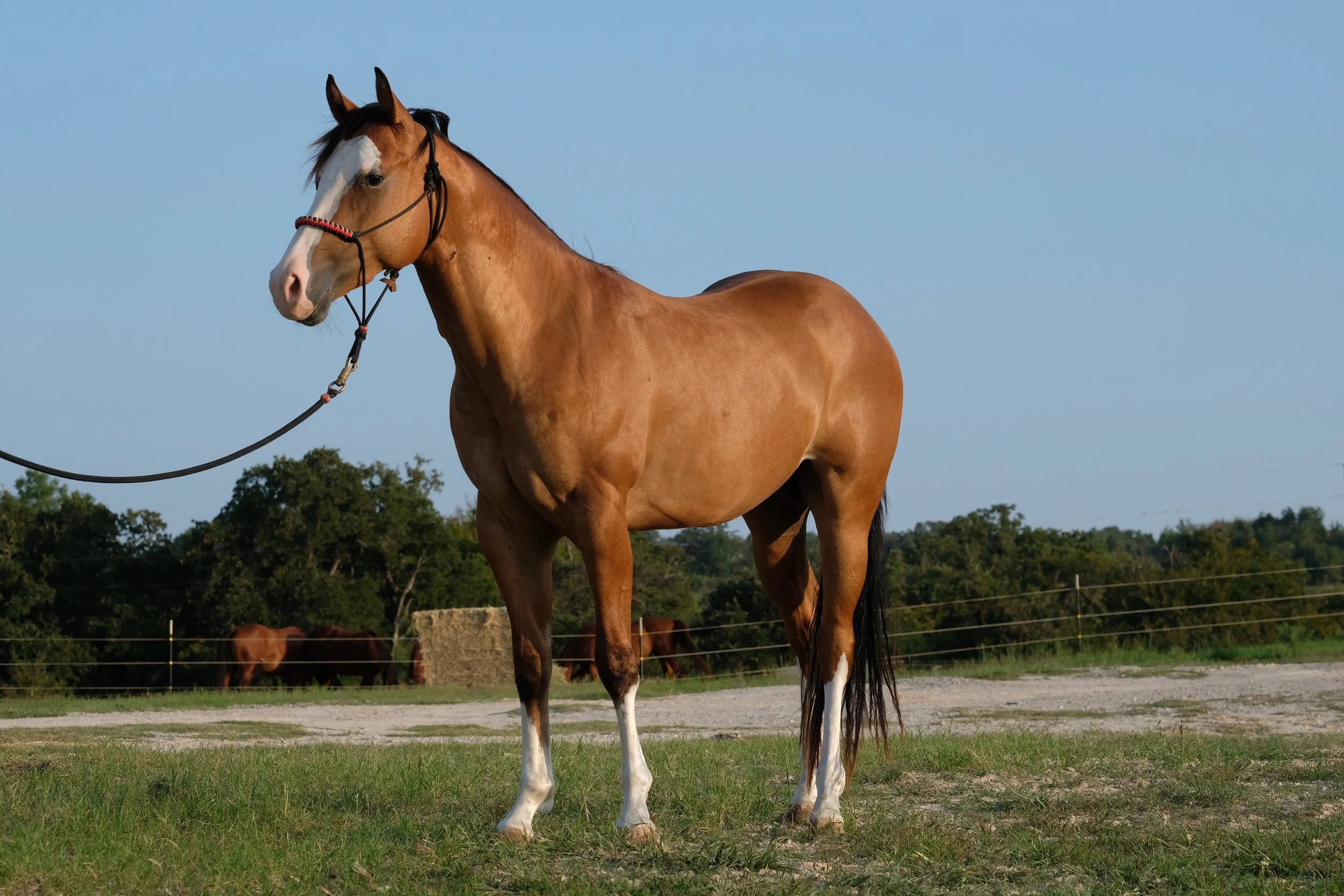 General 2 — 2K Performance Horses, Quarter & Paint Horses