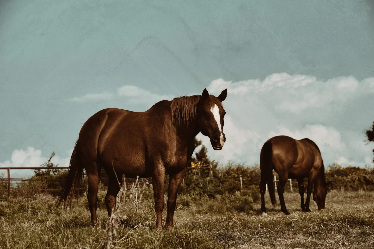 2K Performance Horses, Quarter & Paint Horses