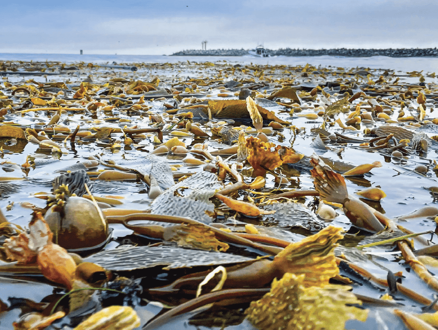 2024 Baywood / Morro Bay Calendar by Paul Irving — Baywood Photo