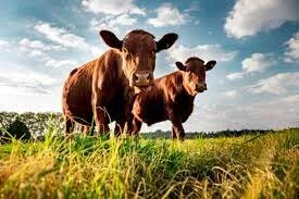 cattle.jpg