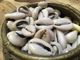 cowrie shells.jpg
