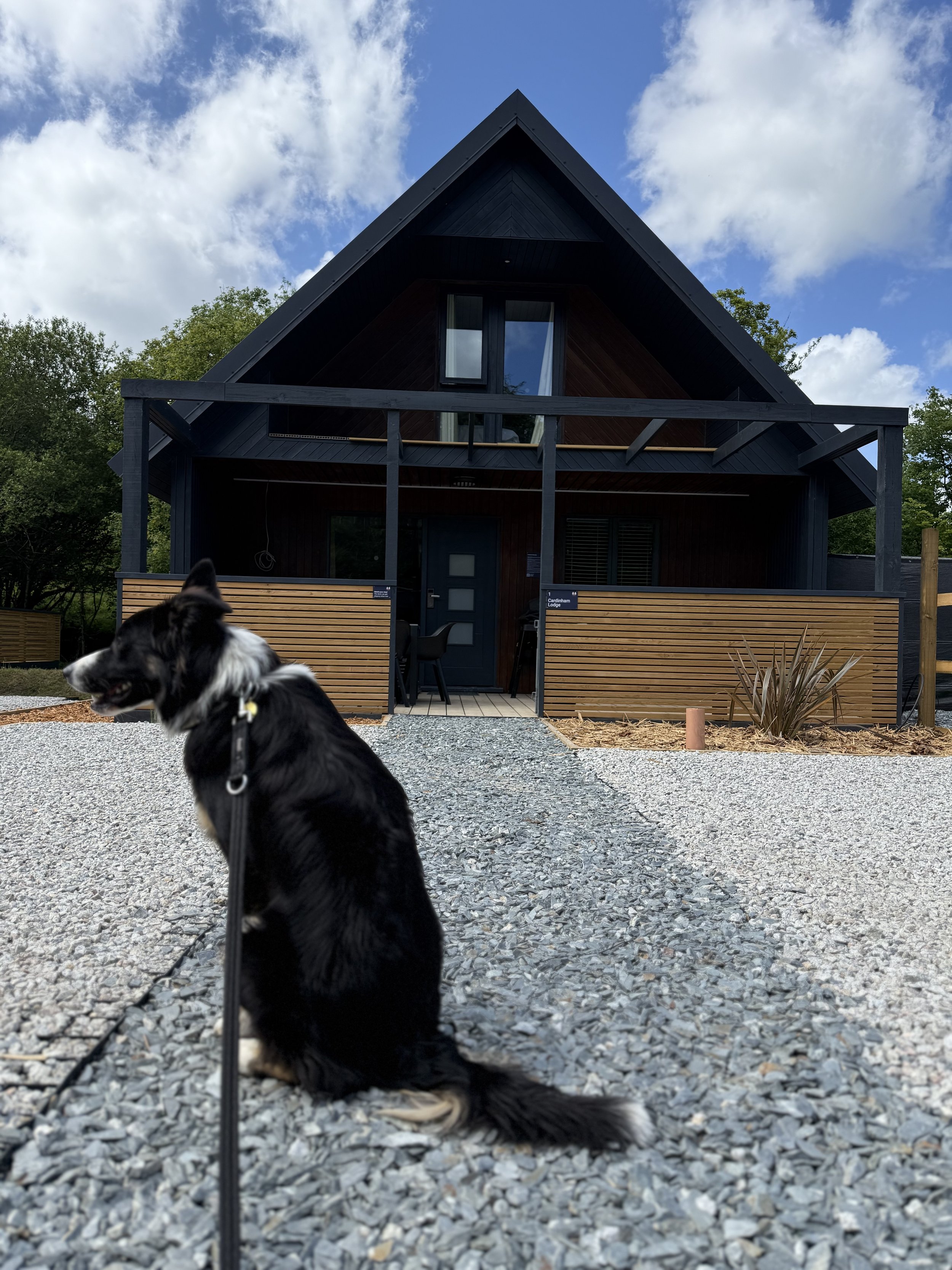 dog friendly.jpeg