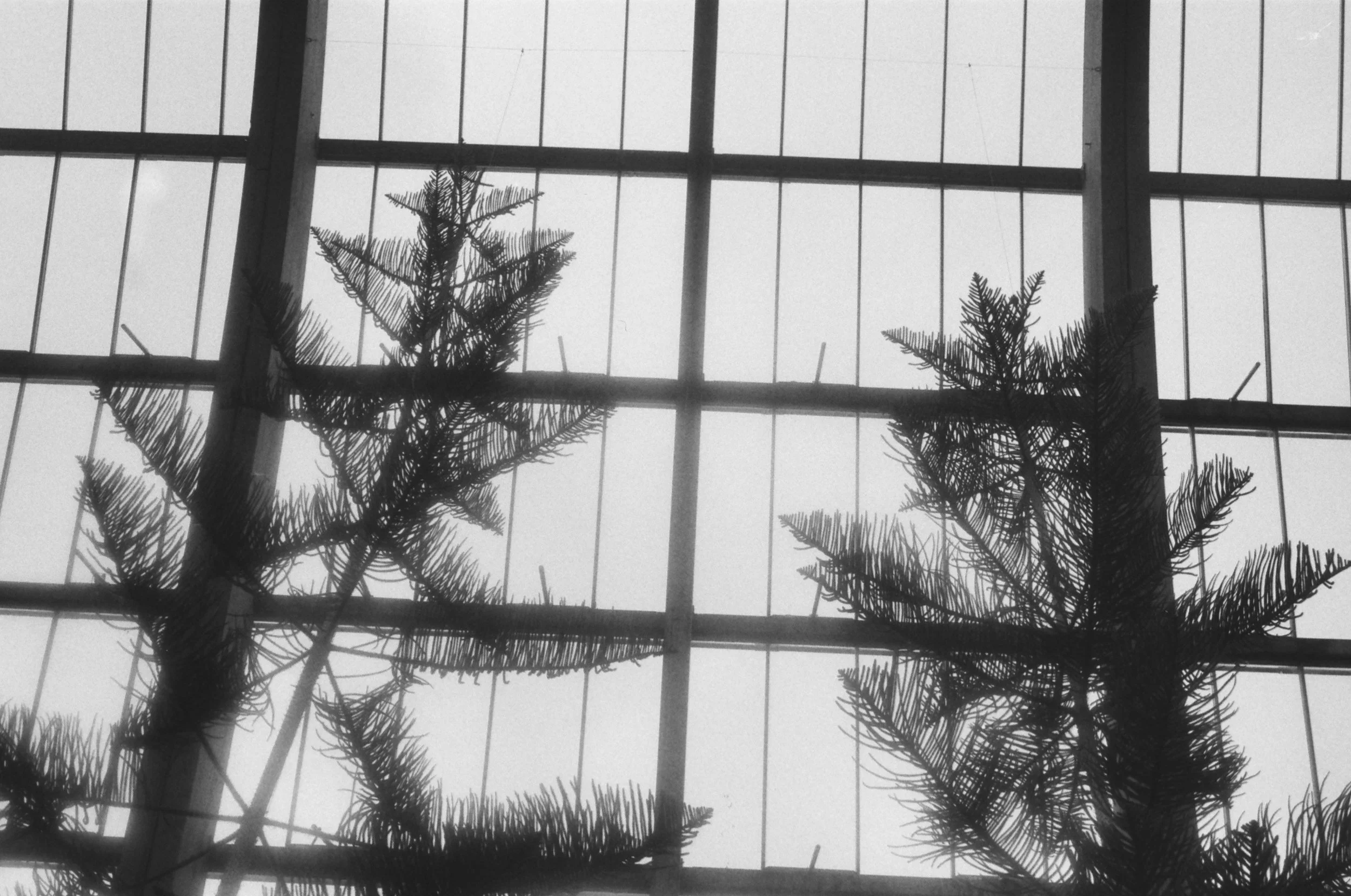 winter garden, sheffield 