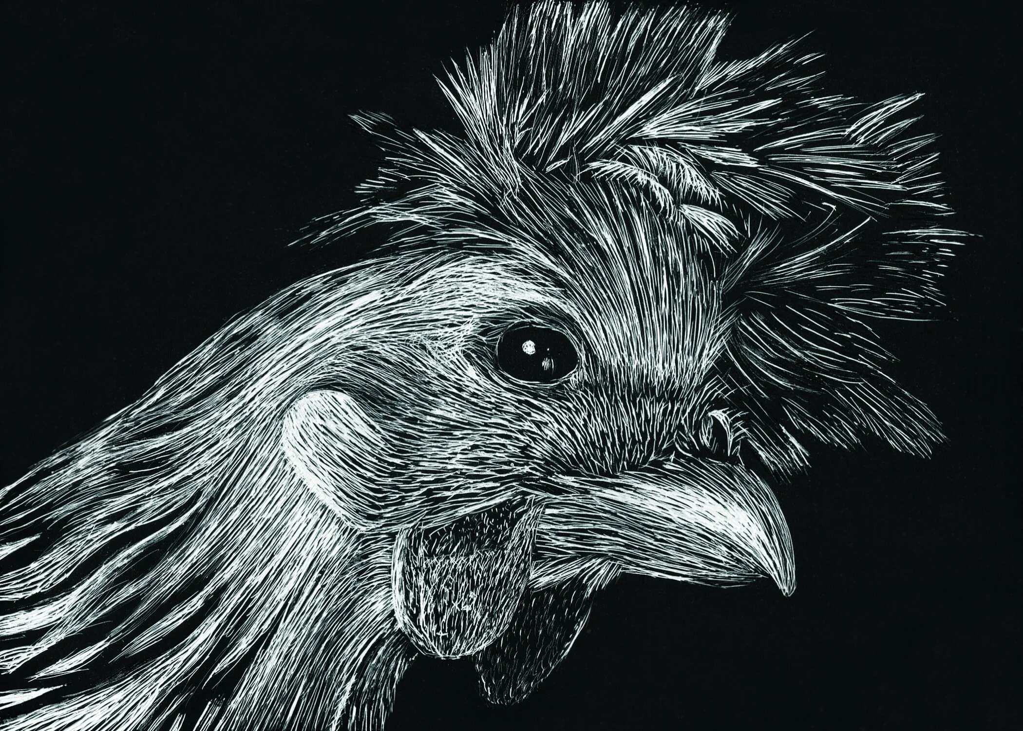 Chicken #3 Scratchboard