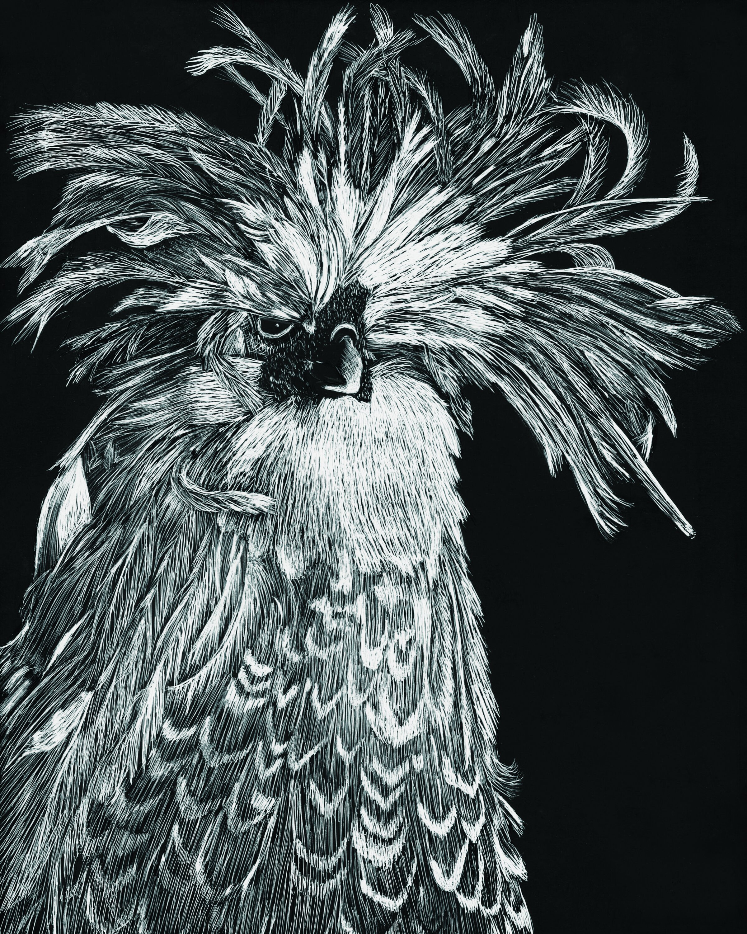 Chicken #1 Scratchboard
