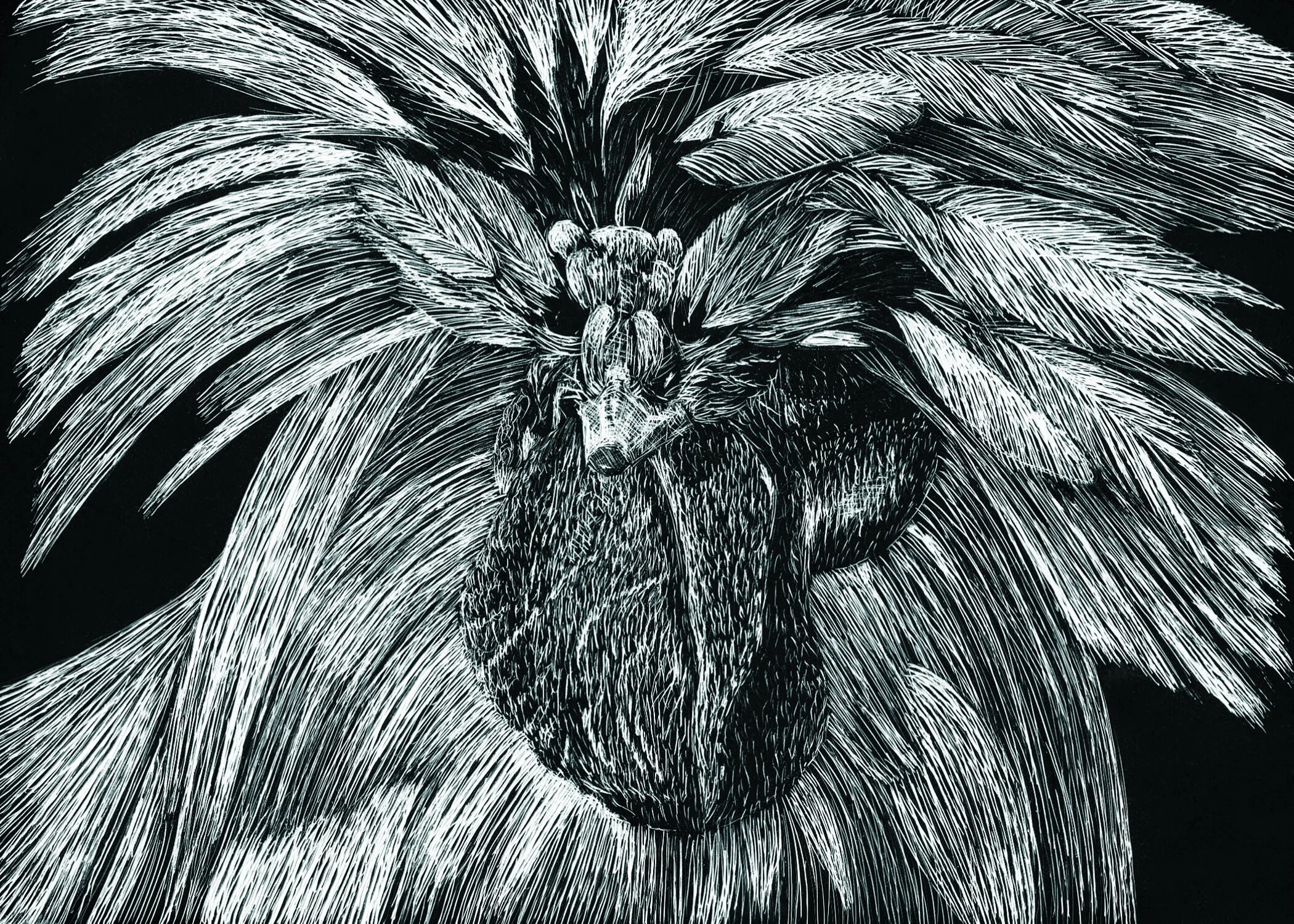 Chicken #2 Scratchboard