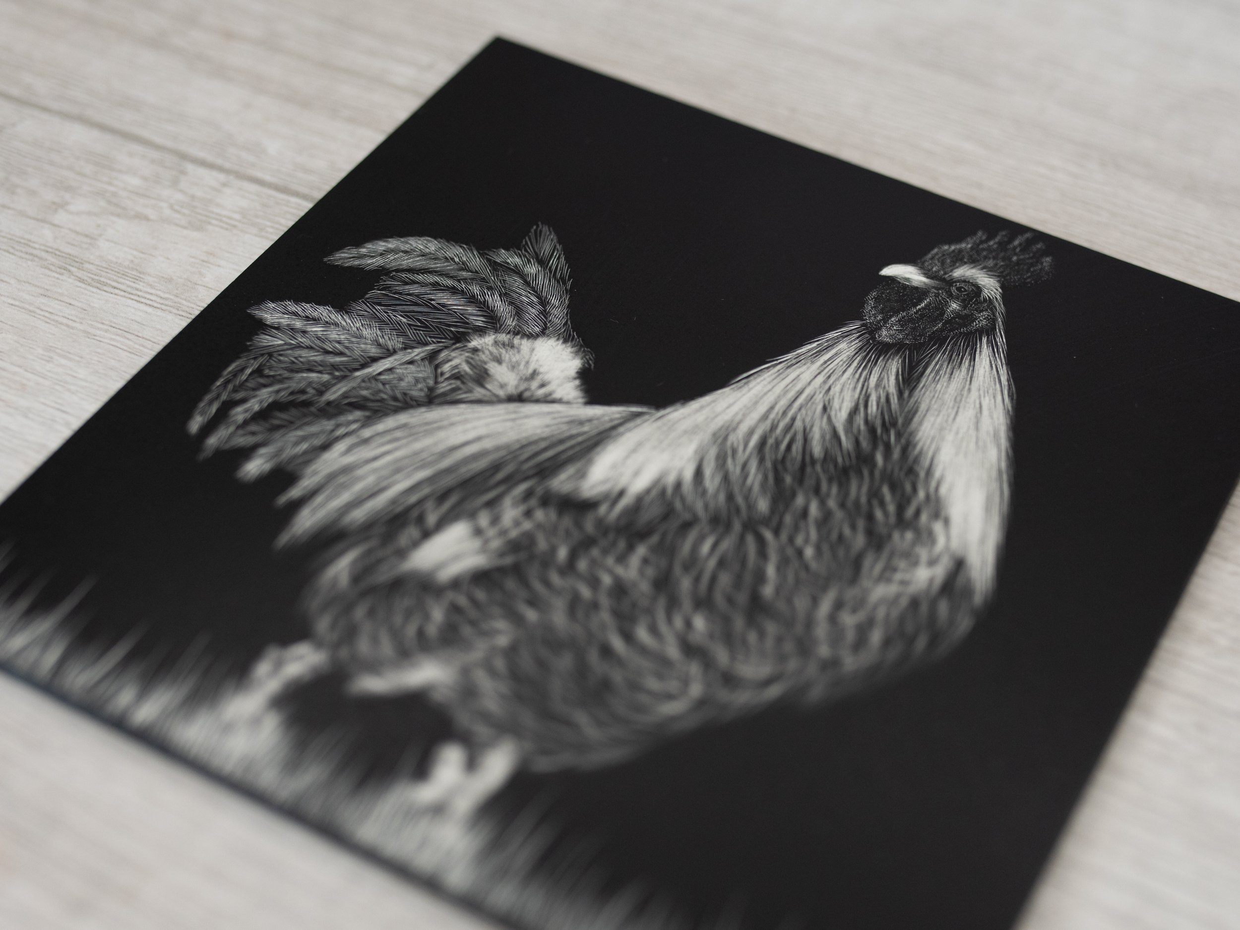 chicken11-scratchboard-taylordaydesigns-10.jpg