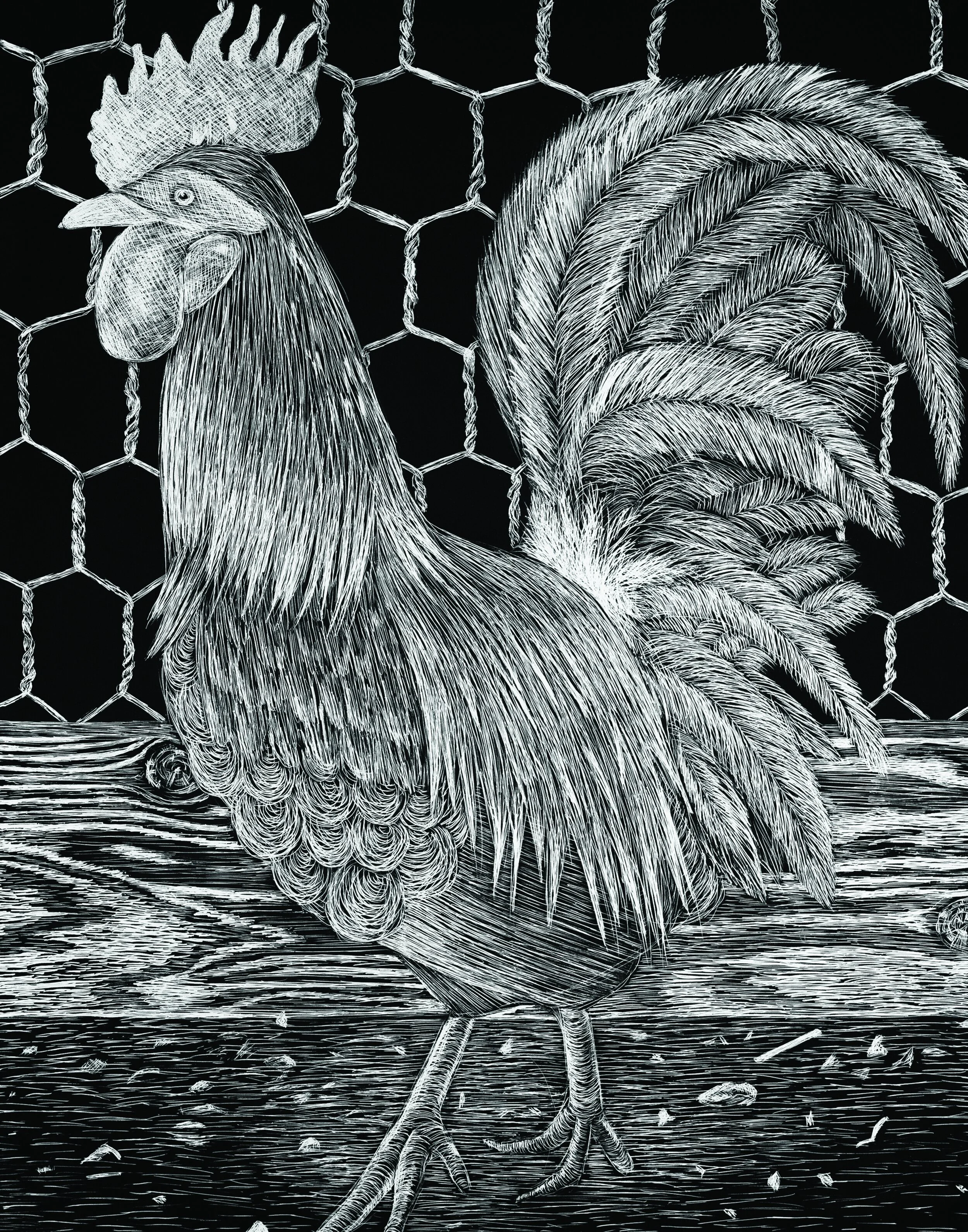 Chicken #4 Scratchboard