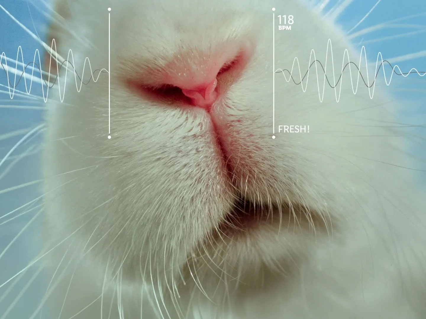 Lidl | The Beat of Freshness