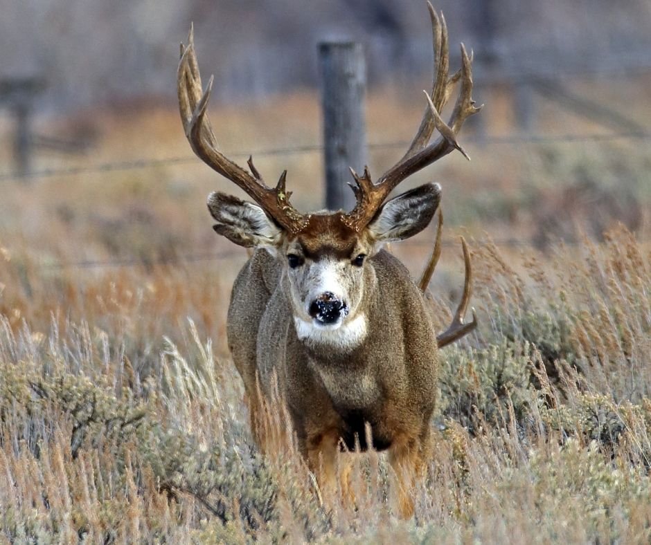 Wyoming features some of the best big game hunting areas in the country ...