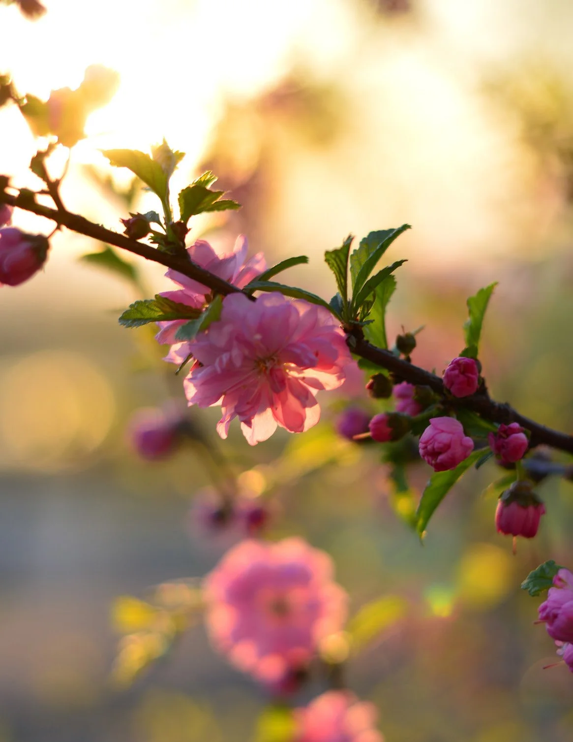 Meeteetse Messenger - April 29, 2026