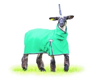 Extra-Large Sheep Blanket – Solid Purple, 1000-Denier Breathable Fabric, With Leg Gussets & D-Ring Belly Band For 160-190 Lb Sheep