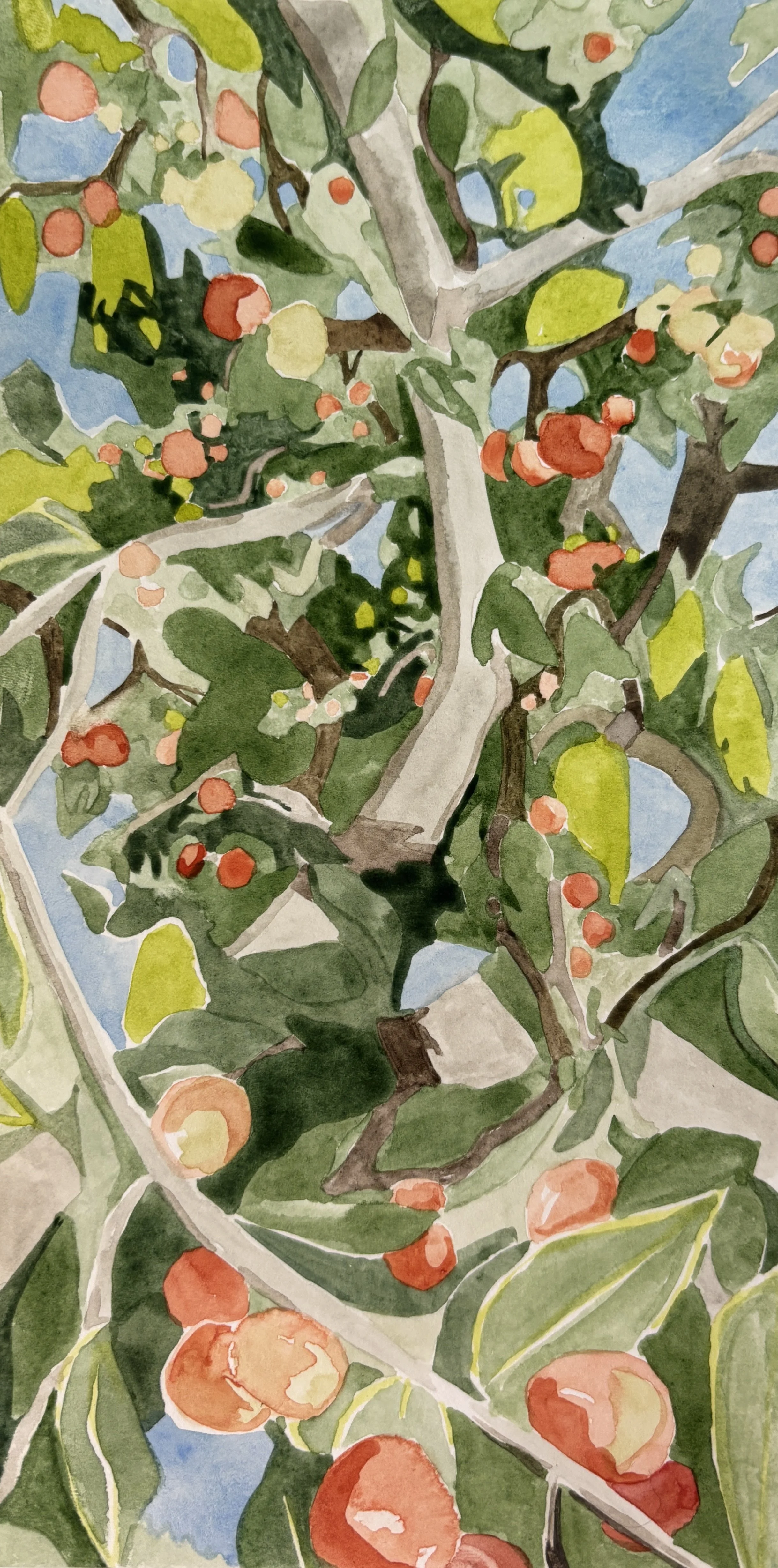 Persimmons.jpg