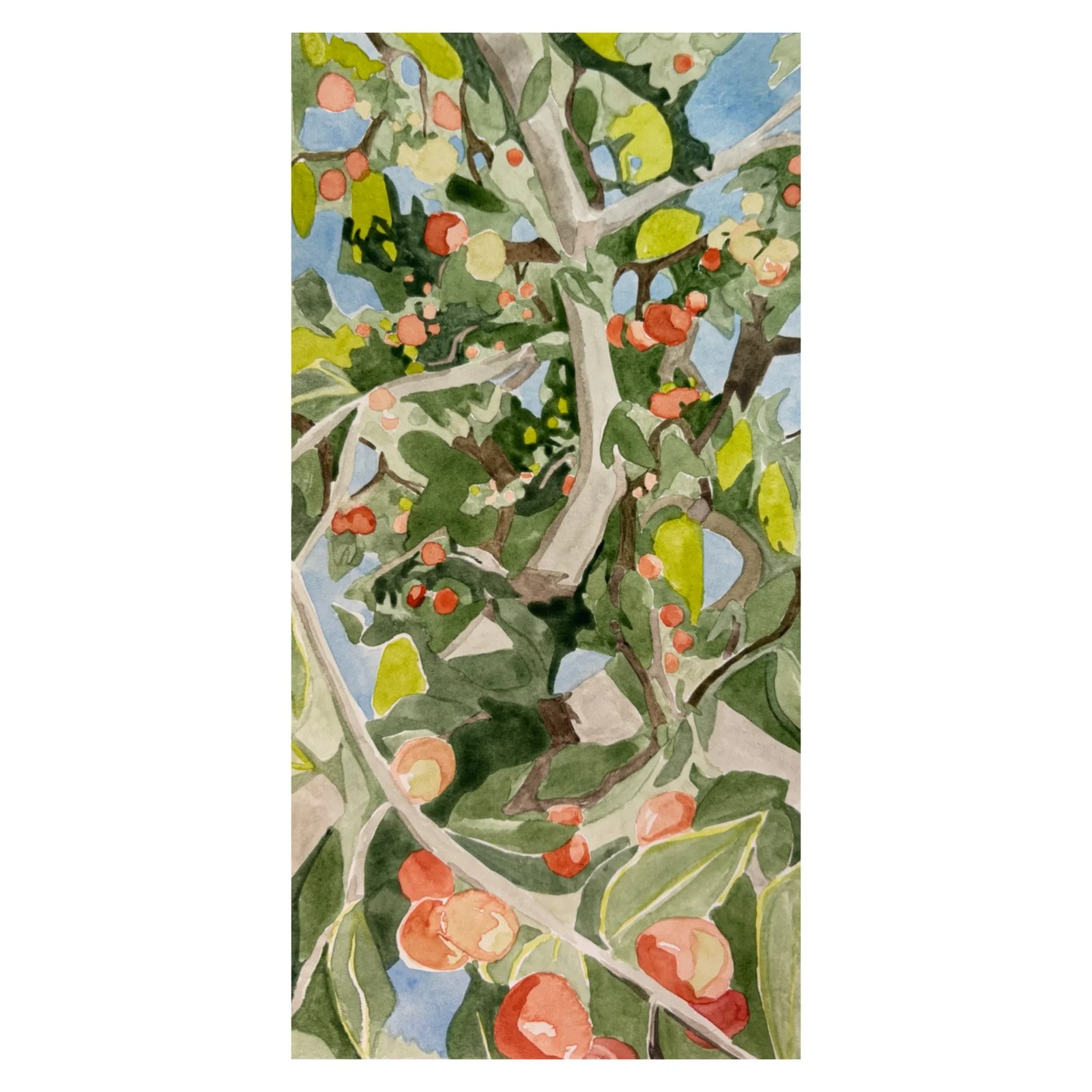 Persimmonswithborder.JPG