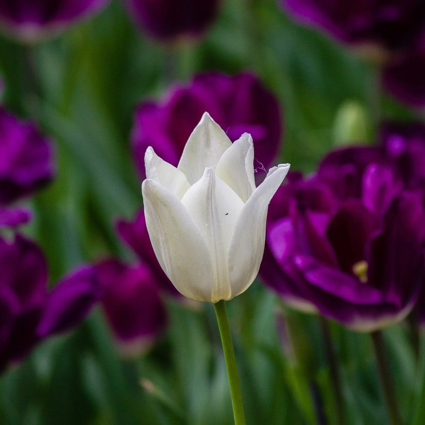 Embrace Your Uniqueness