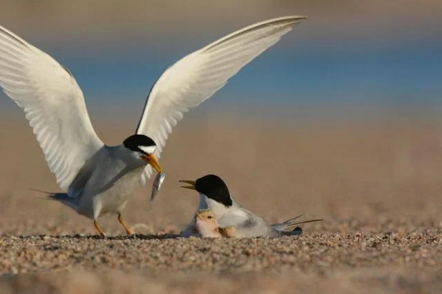 Terns &amp; Plovers