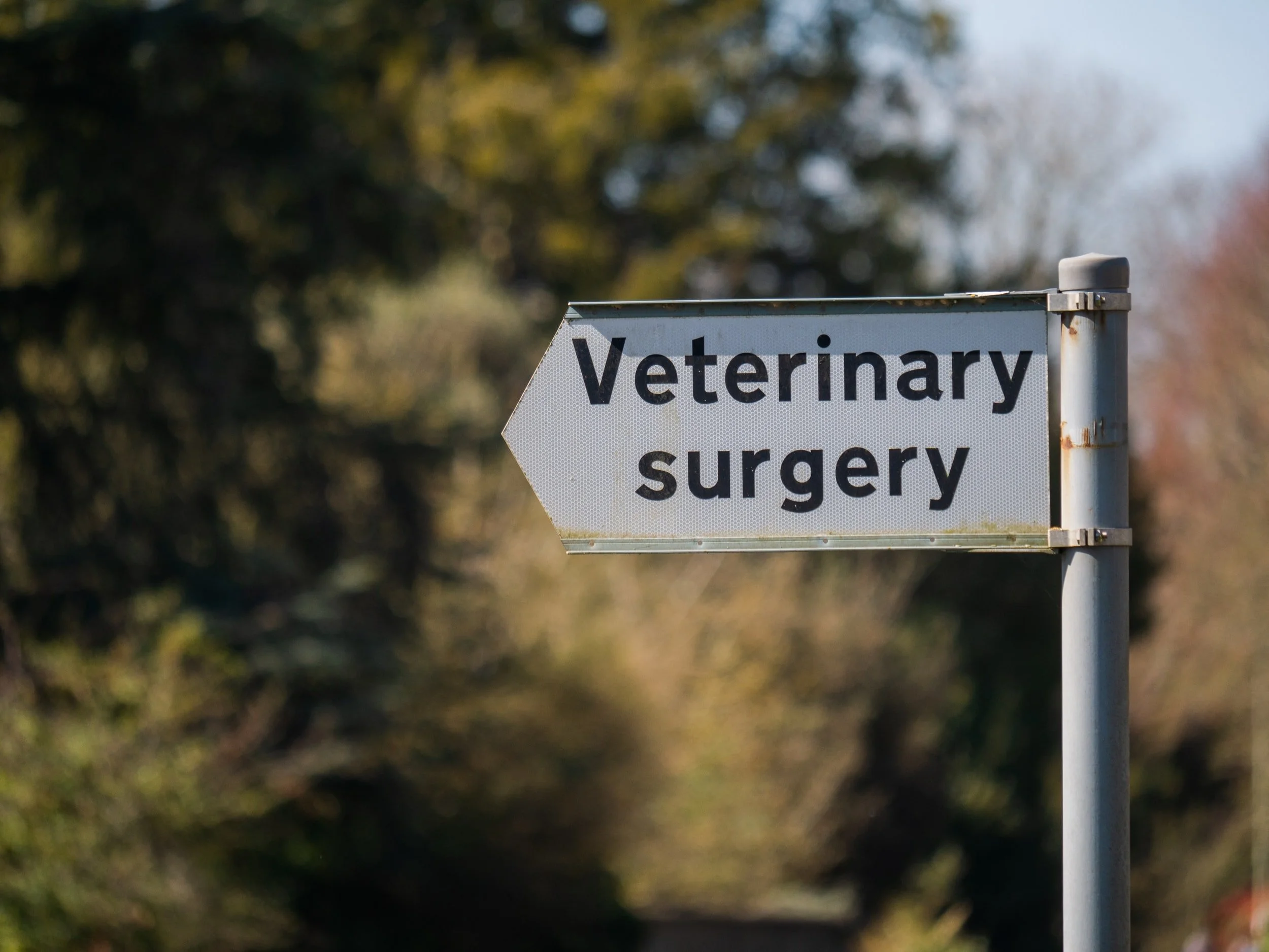 Low-Cost Spay Neuter Programs in the Sacramento Area