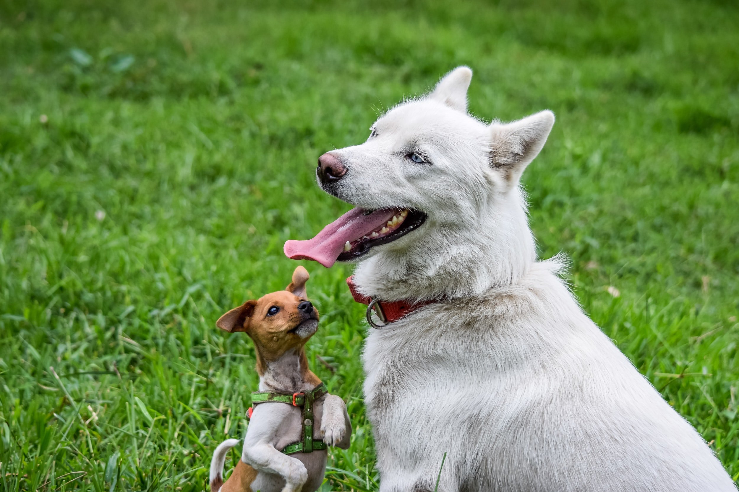 Socializing an Older Dog with Other Dogs