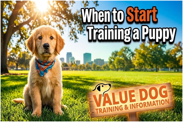 When to Start Training Your Puppy