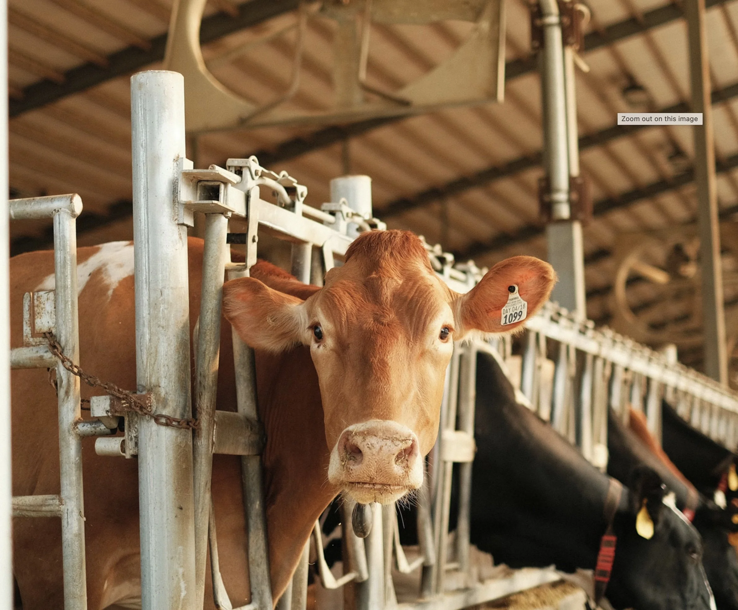 7 “Milk, It Does A Body Good.” Does It Really?