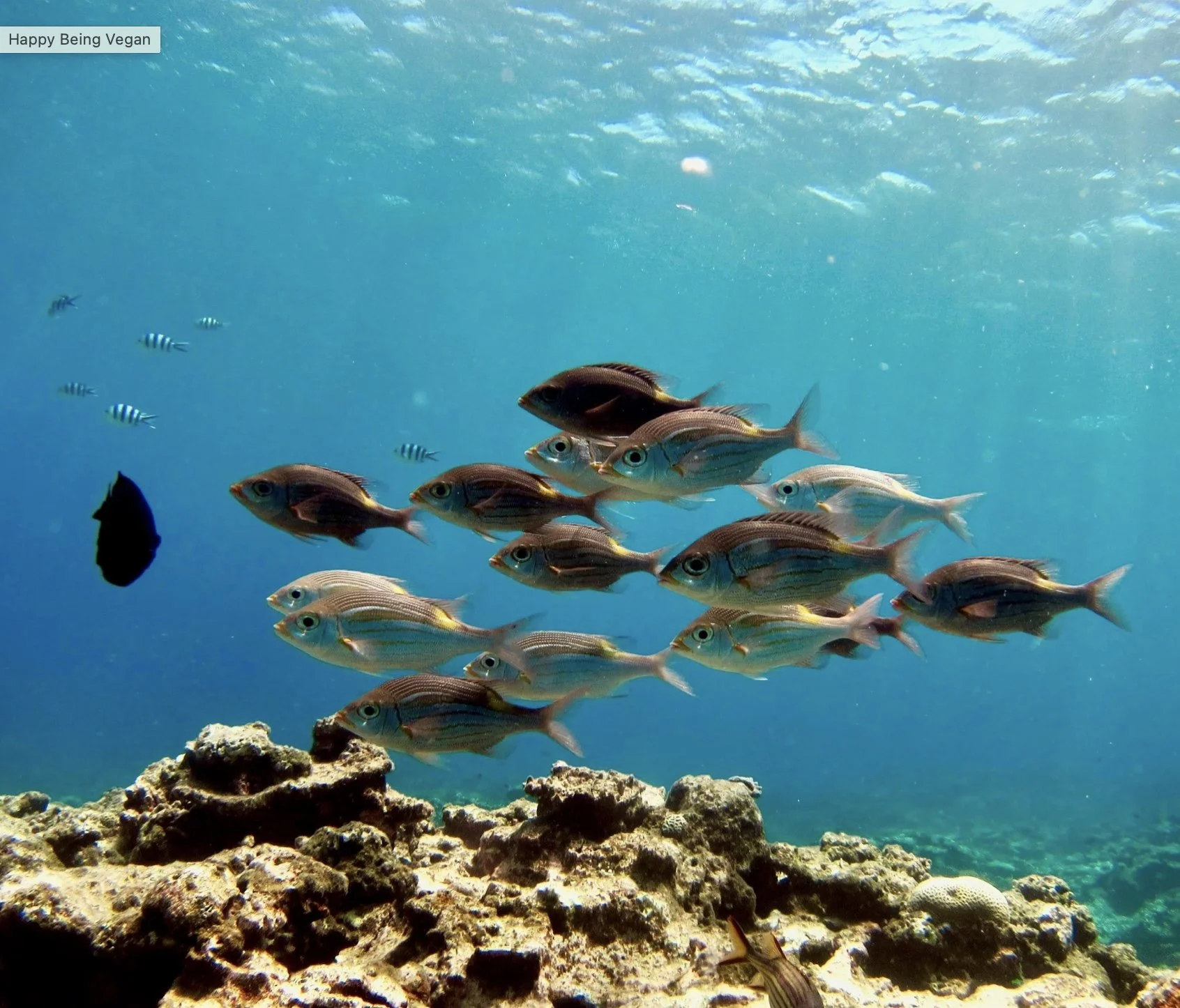 11. Ethical Alternatives to Fish