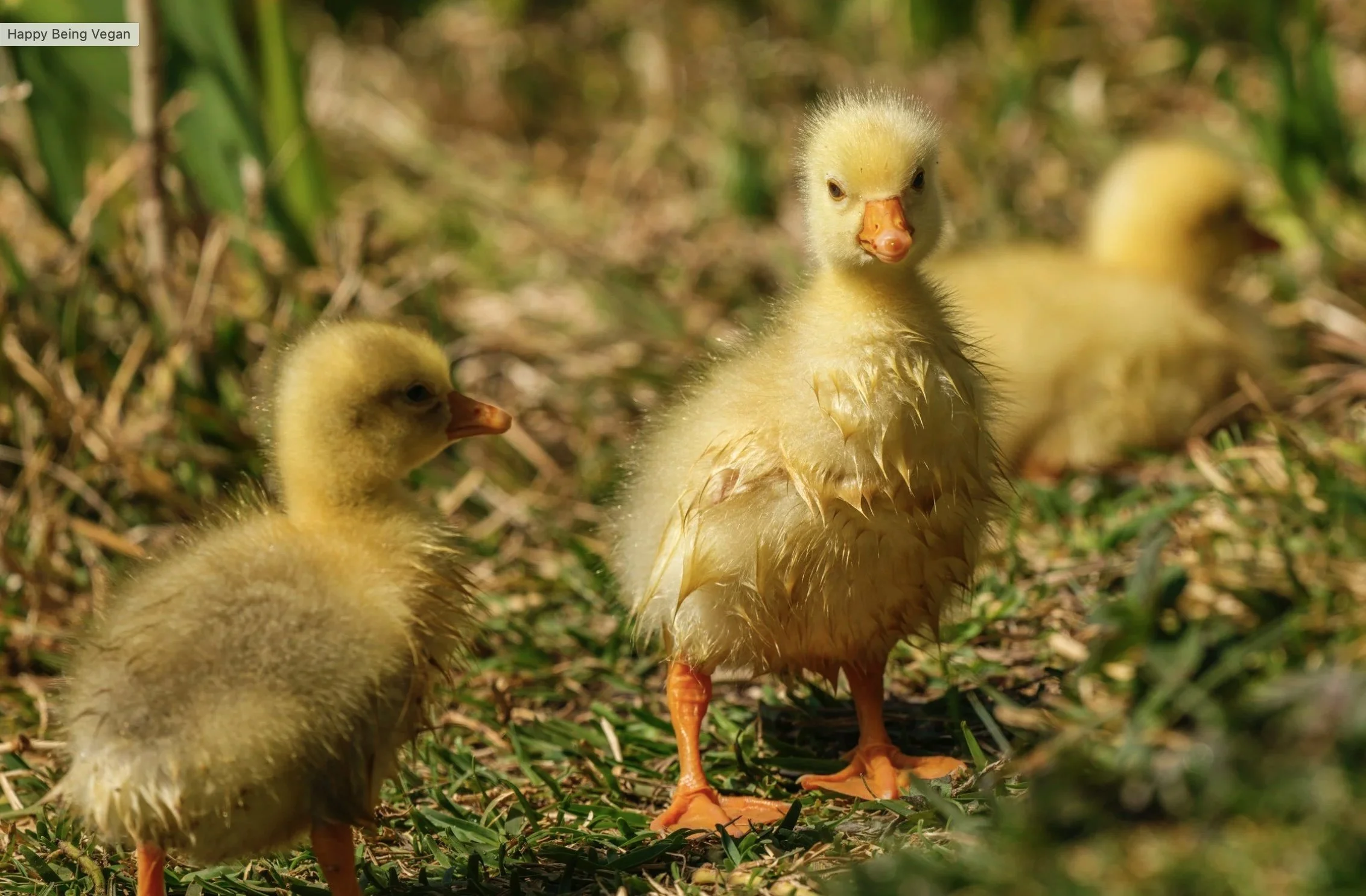 16. Where Does Your Down Come From?