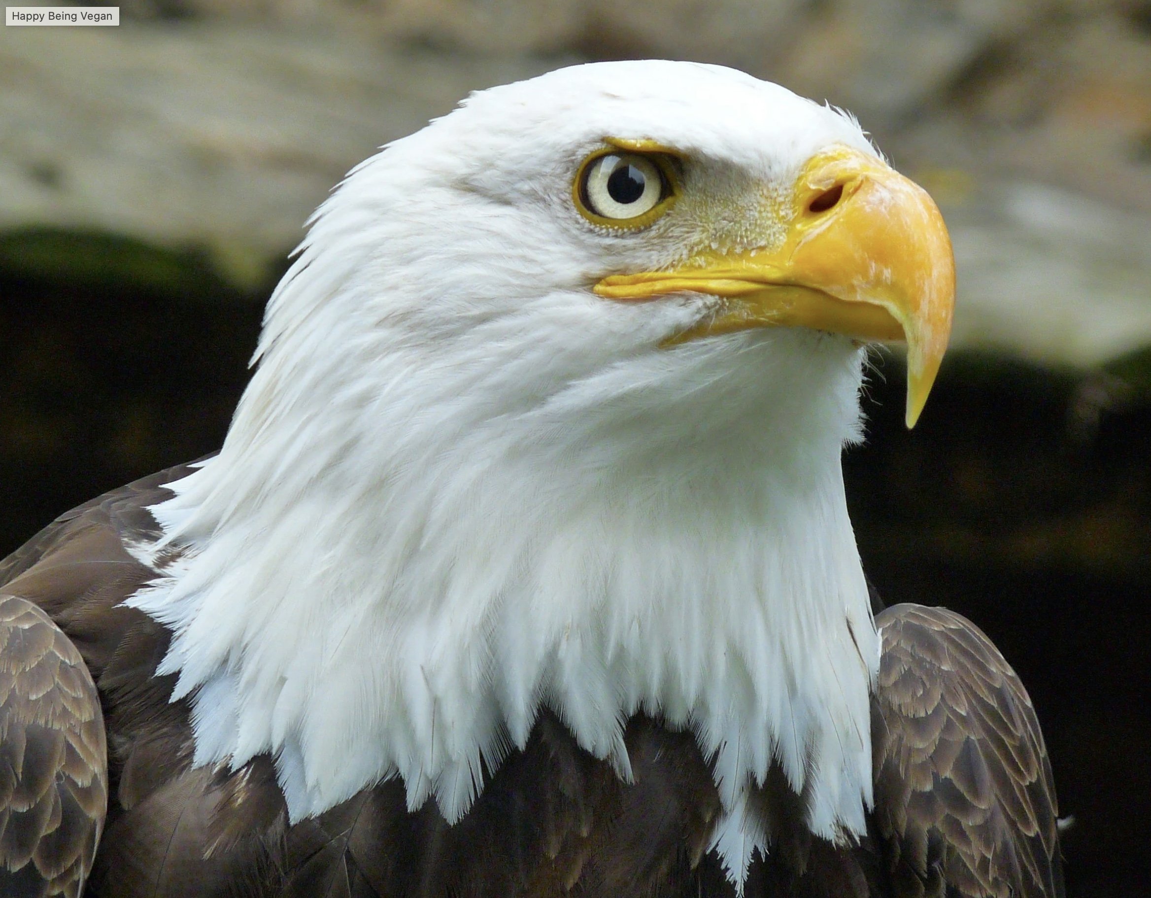 The Gift of Eyesight