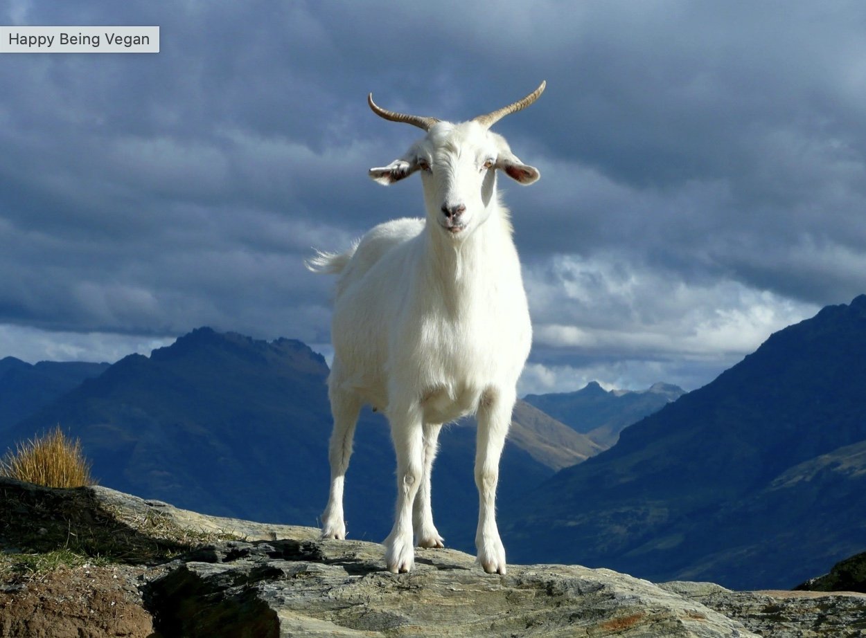 The Cost of Consuming Animals and Why We Should Change Our Ways