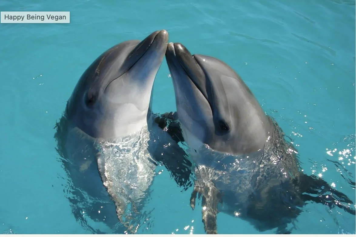 The Incredible Dolphin