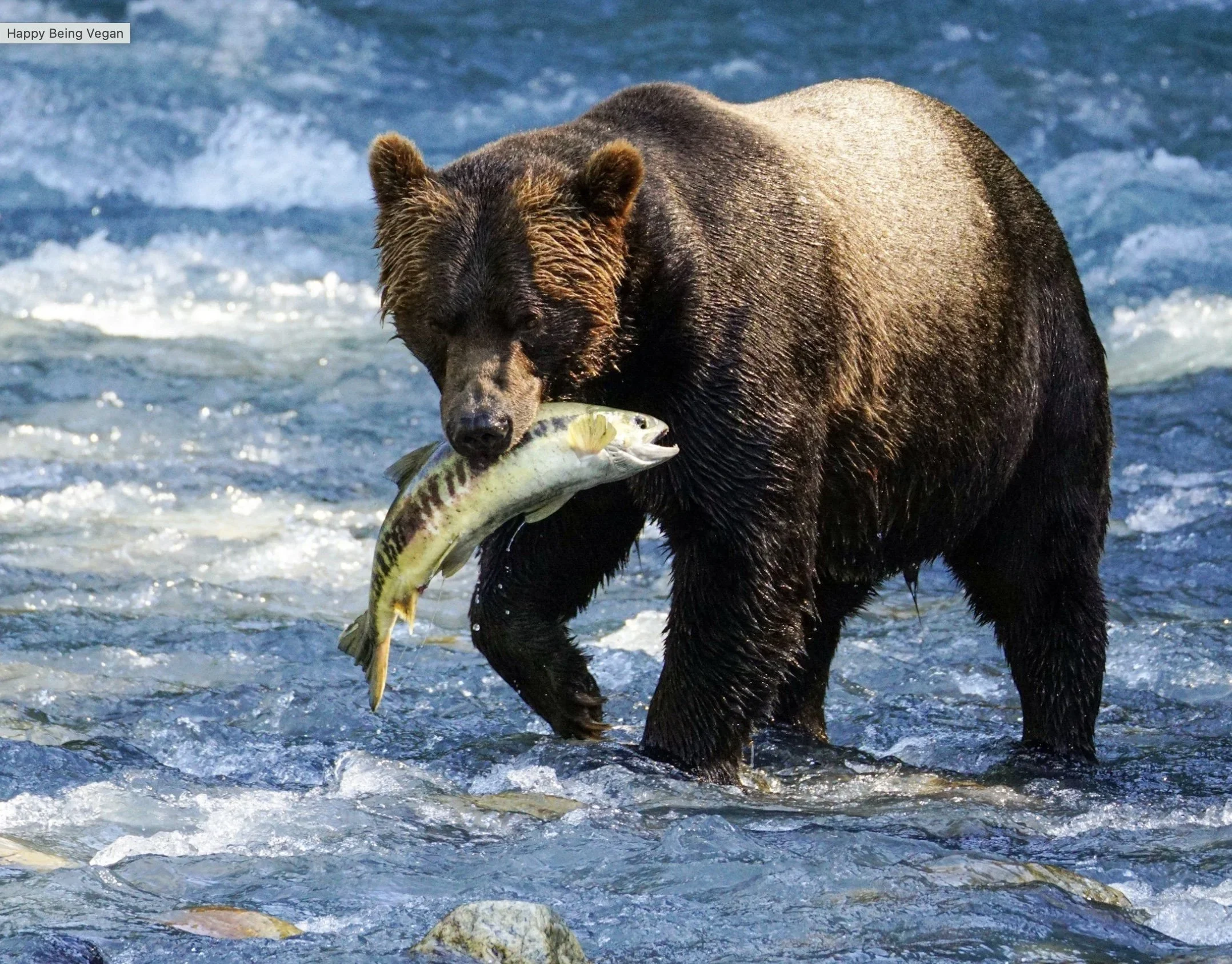 Omega-3: The Most Misunderstood Fat in the World