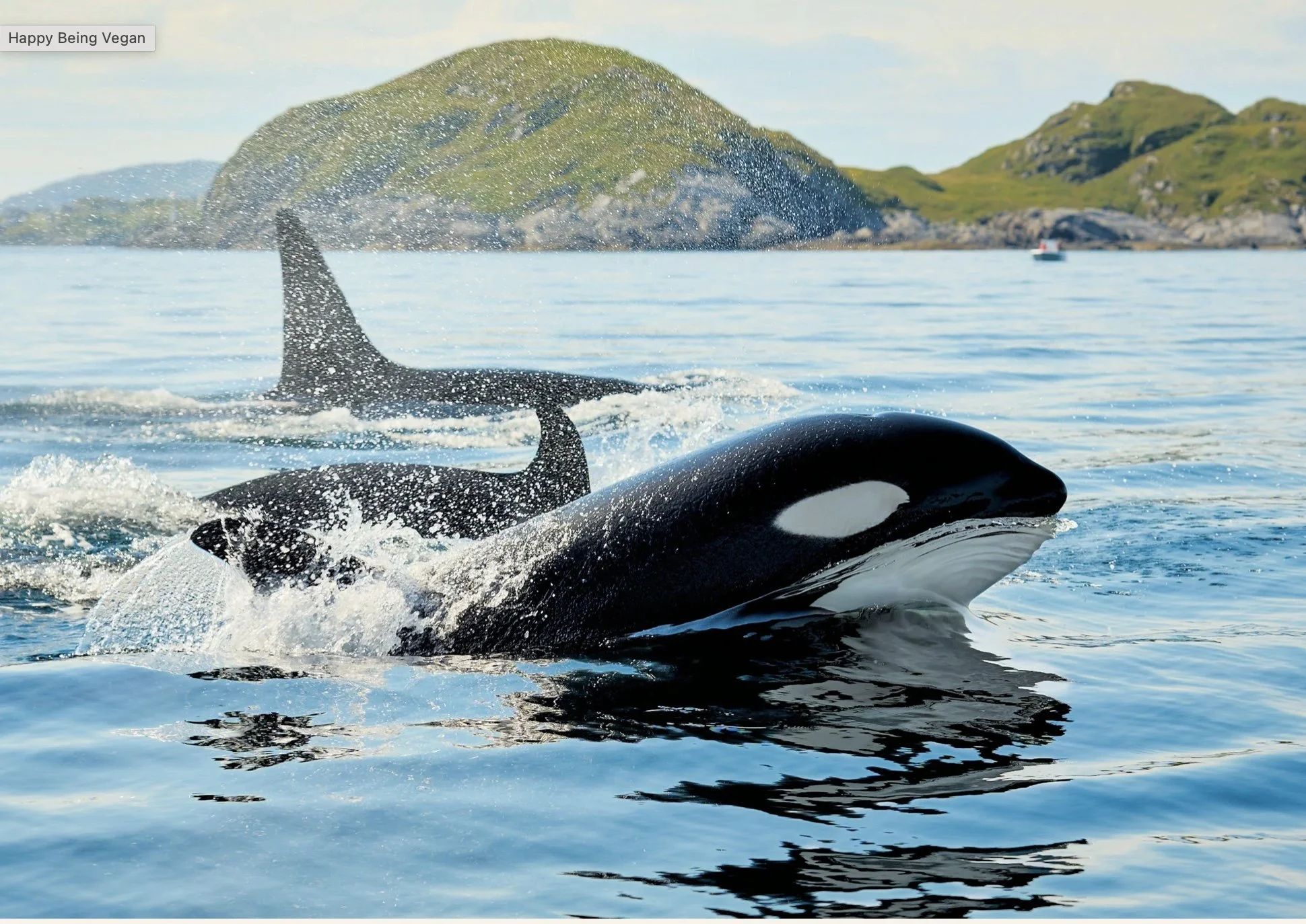 28. Overfishing: What is a Fish Eater to do?