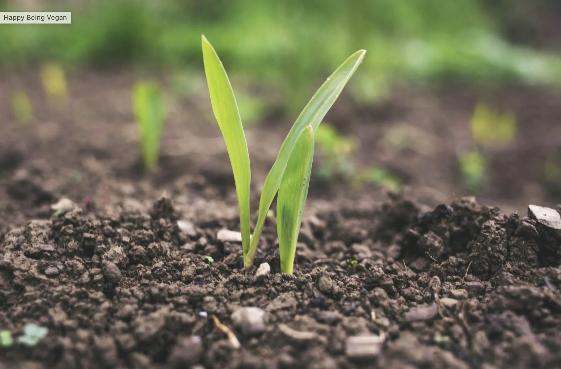 Topsoil: Preserving the valuable layer of Earth that sustains all life