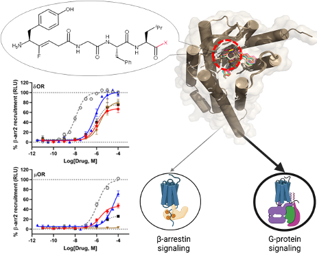43. Modulating β-Arrestin-2 Recruitment at the δ- and μ-Opioid Receptors
