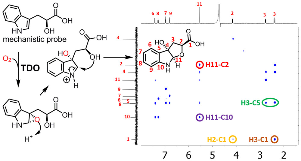 27. Stepwise O-Atom Transfer in Heme-based Tryptophan Dioxygenase: The Role of Substrate Ammonium in the Epoxide Ring Opening