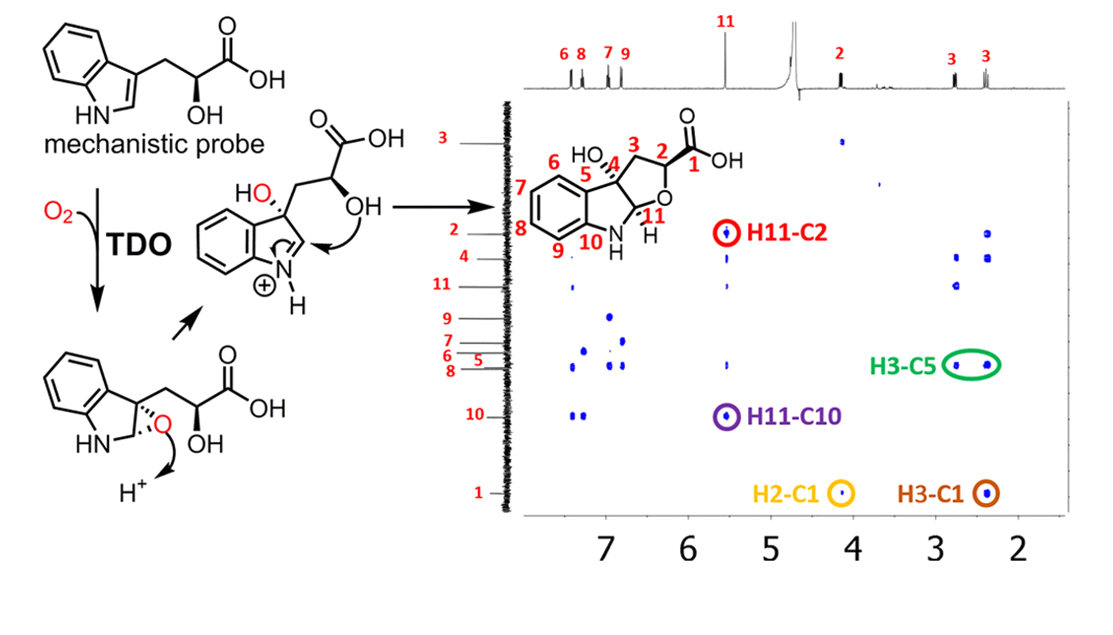 27. Stepwise O-Atom Transfer in Heme-based Tryptophan Dioxygenase: The Role of Substrate Ammonium in the Epoxide Ring Opening