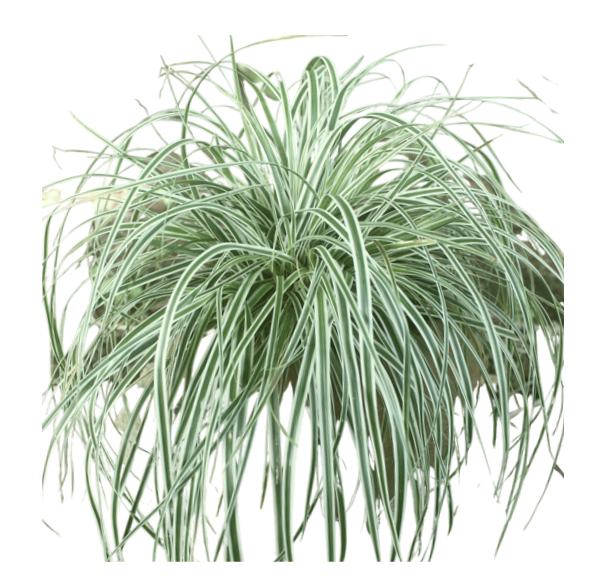 Carex Grass