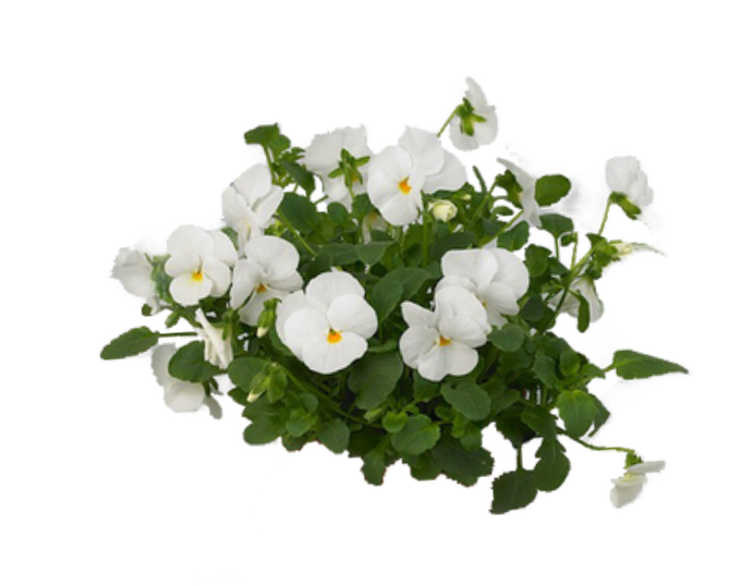 White Violas