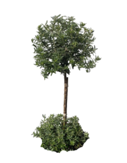Rosemary Topiary Tree