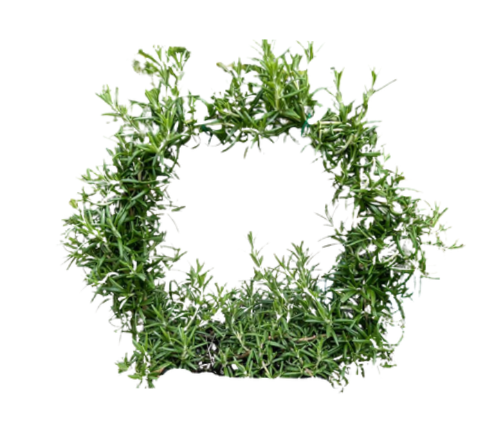 Rosemary Topiary Ring