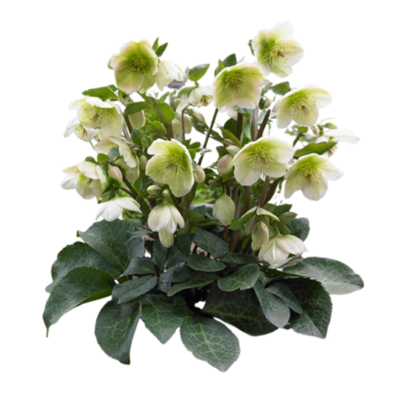 Helleborus