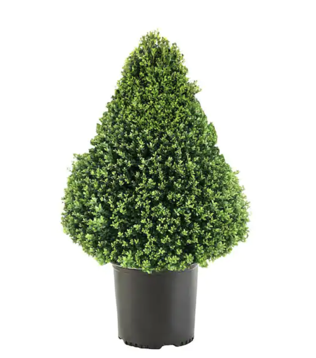 Conical Boxwood Topiary