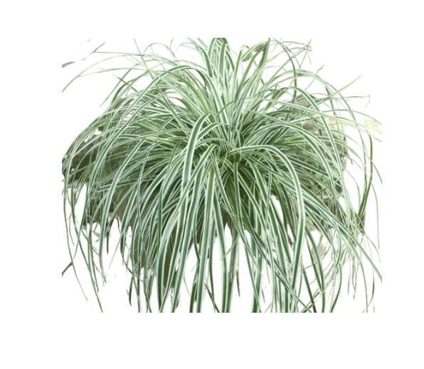 Carex Grass